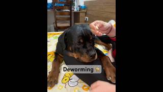 Rottweiler Deworming at home dogdeworming traineddog petparenting dogshorts caring viral [upl. by Alat]