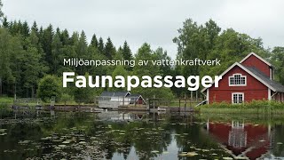 Miljöanpassning av vattenkraftverk  faunapassager [upl. by Tavish]