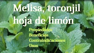 Melisa o toronjil propiedades beneficios contraindicaciones usos y mas [upl. by Adaha]