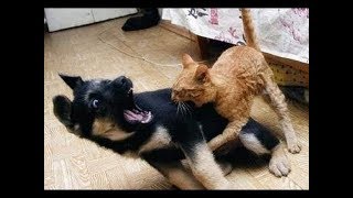 gato vs perro ¿Quien Ganara [upl. by Vergos]