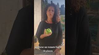 Madurar un tomate tardío fuera de planta huerto plantas naturaleza ecologia [upl. by Yokoyama]