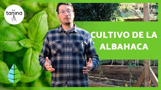 Cómo CULTIVAR ALBAHACA en el HUERTO 🌿 Tipos y Cuidados [upl. by Loredana388]