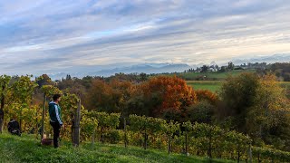 La Section aux vendanges tardives de la Cave de Gan Jurançon [upl. by Redleh]