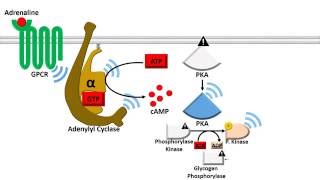 Adenylyl Cyclase Dependent Pathway  Fast Response [upl. by Pharaoh]