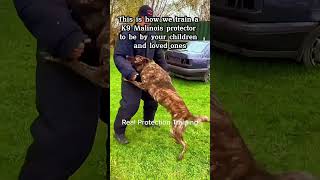 dog doglover k9protection dogs k9 military workingk9 pets armedk9 pitbull [upl. by Witherspoon818]