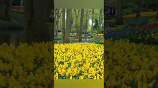 Keukenhof gardens 2024 lisse netherlands keukenhofgardens shorts ytshorts 2024 new trending [upl. by Sherilyn]