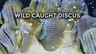 Wild Caught Discus [upl. by Anora]