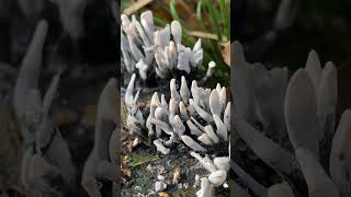 Ксилярія гіпоксилон Xylaria hipoxylon  гриб quotогарок свічкиquot ліс nature гриби fungi [upl. by Imrots]