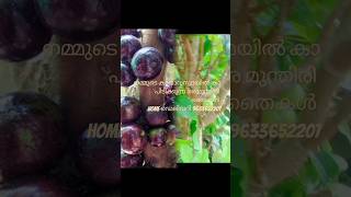 jaboticaba മരമുന്ദിരി red hybrd escarlet plants [upl. by Carolyn]