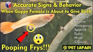 Female Guppy Fish Exact Signs When About to Give Birth [upl. by Ahsemak583]