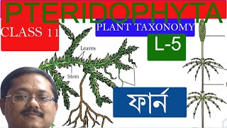 pteridophyta bengali L5Biology Life science bangla free lecture ncert chapter 3 class 11 biology [upl. by Aisitel555]