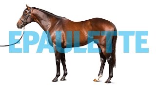 See Epaulettes first foals  at the sales now [upl. by Pollerd265]