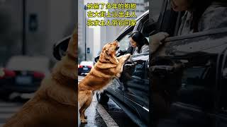 A golden retriever dog that had been stolen for many years met its owner on the street pressed ag [upl. by Dinerman776]