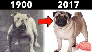 ¿Cómo Cambiaron Los PERROS EN 100 AÑOS  8 Razas Antes y Ahora [upl. by Yecaw]