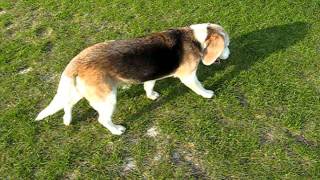 beagle epilepsy  Lafora disease 22042011 [upl. by Ainsley]