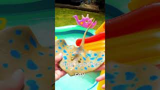 Kids Learn  Sea Animal Names on Waterslide Octopus Eel Ray Hammerhead Shark Turtle [upl. by Galliett]