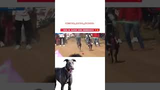 Greyhound track dograce Maharashtra shortvideo viral ❤️ [upl. by Annawal]