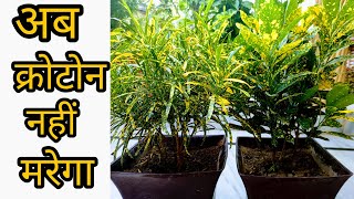 🔴 How to care Croton plant  Why Croton leaves Fall  crotone crotonplantcare 🌿 [upl. by Tnomal]