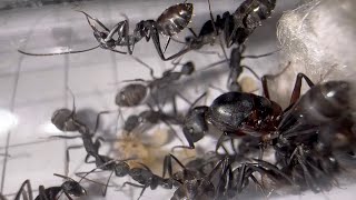 Alles was man über Camponotus cruentatus wissen muss  Ameiseninfo 05 [upl. by Damita20]