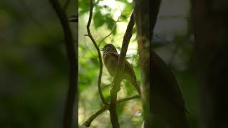 Zorzal sabiá Turdus leucomelas – Parque Nacional Iguazú – Buscado Fauna Short [upl. by Omle]