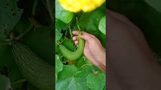 Harvesting videofruit geetauk01 freshfood fruit satisfying trending farming pahadhishorts [upl. by Dibbrun913]