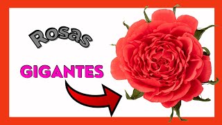 🌹 Cómo hacer una ROSA GIGANTE DE PAPEL CREPE 🌹 roses crepe DIY craftscrearydecorar [upl. by Yevette445]