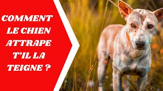 la teigne du chien Comment le chien attrape til la teigne [upl. by Ysak]