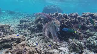 Snorkelling Jurien Bay to Exmouth WA [upl. by Avrit]