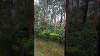 Coffee tree plantation waynad travel nature music song [upl. by Saisoj]