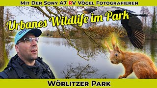 Urbanes Wildlife  Mit der Sony A7 RV im Wörlitzer Park  Neue Kamera und viele Motive  Sony A6700 [upl. by Ycniuqed]