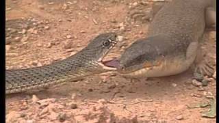 Dans le sud marocain Il fait chaud Animaux du désert Reptiles et Cobras [upl. by Crandale]