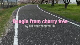 【DJI TELLO】ドローン空撮…のつもりが木に引っかかってプランプラン [upl. by Spearman981]