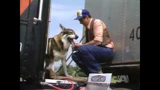 The Littlest Hobo Season 5 Episode 5 Trucker [upl. by Ahsieat]