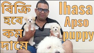 lhasa dogLhasa puppy lhasa apso puppy price in bd lhasa dog price in bangladeshলাসা কুকুরের দাম [upl. by Naujd]