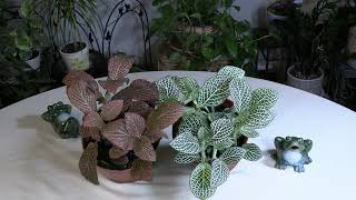 Fittonia Nerve Plant Care What to Know [upl. by Natika]