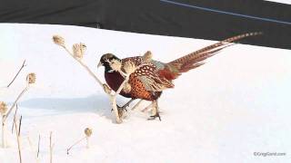 Ringnecked Pheasant [upl. by Manfred]