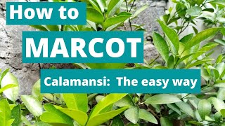 How to marcot calamansi the easy way  Paano mag marcot ng kalamansi sa madaling paraan [upl. by Beetner]