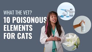 Top 10 Accidental Poisons for Cats  Dr Justine Lee [upl. by Newby]