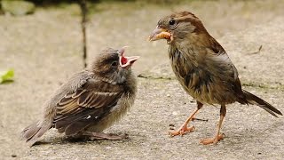 Two Critical Weeks for Fledgling House Sparrows [upl. by Essyle]