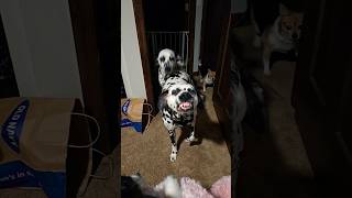 Dalmatians smiling trying to sneak into the bedroom to be closer to me 😂 dalmation dog dogs [upl. by Kizzee]