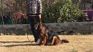 GSD Long Coat Female [upl. by Lertnahs]