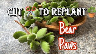 BEAR PAWS CARE amp PROPAGATION [upl. by Tirzah]