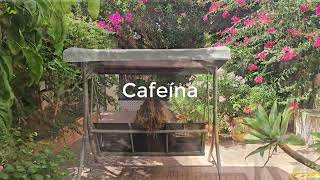 ¿Tila teína o cafeína [upl. by Averi]