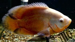 Albino Oscar Cichlid [upl. by Haya]