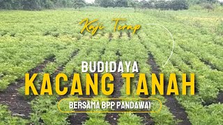 KAJI TERAP BUDIDAYA KACANG TANAH [upl. by Nelson]