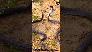 King cobra battle snake cobra rattlesnakes python anaconda sarap wildlife shorts natgeo [upl. by Gulgee]