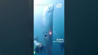 Divers discover giant oarfish off coast of Taiwan [upl. by Anhsirk]