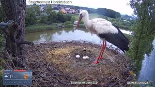 2024 06 01 Storchennest Heroldsbach nasse Küken wurden gerettet und Hühnereier reingelegt Warum [upl. by Keffer]