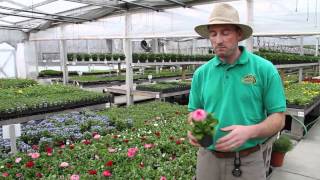 Early Spring Plants Myosotis Bellis and Carnations [upl. by Bandeen]