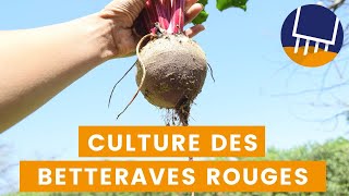 Comment cultiver et récolter des betteraves rouges [upl. by Ryter]